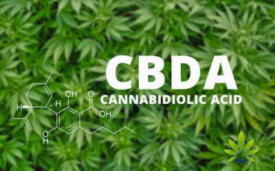 Cannabidiolic Acid: Understanding (CBDA)