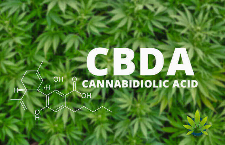 Cannabidiolic Acid: Understanding (CBDA)