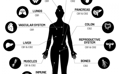 Endocannabinoid System: Is There a Major Connection?