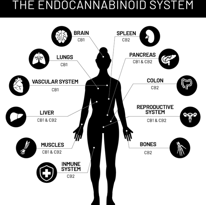 Endocannabinoid System: Is There a Major Connection?