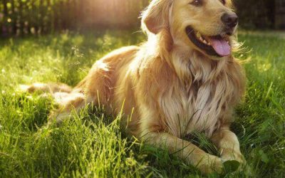 CBD for Dogs Things to Consider as an Owner.