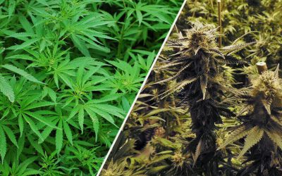 Hemp vs Marijuana What’s the Difference?