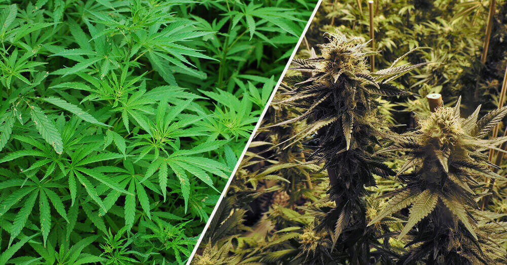 Hemp vs Marijuana What’s the Difference?