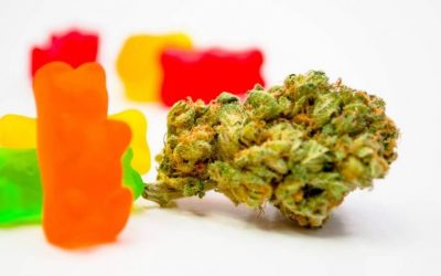 CBD Gummies are Vegan Edibles That You Should Try