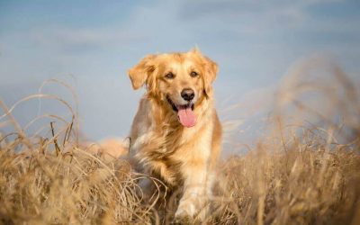 CBD Oil For Dogs. What is The Best Dosage?