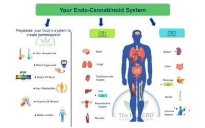 CBD Oil for Anxiety and Stress As CBD Interacts with the Body’s Endocannabinoid System For a Natural Solution.