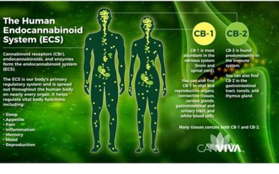 Therapeutic Effects of Anti-inflammatory Properties of CBD Hemp oil