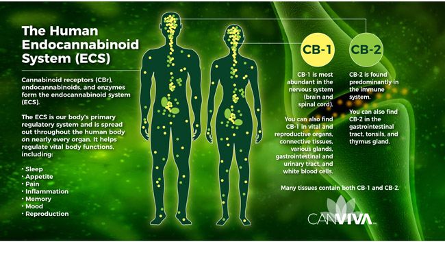 Anti-inflammatory Properties of CBD